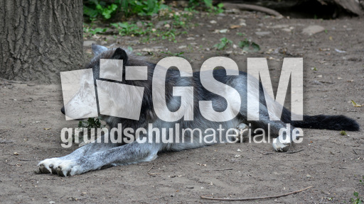 Timberwolf_1 (2).jpg